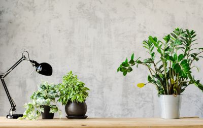 Wallpaper Installation in Overland Park, KS